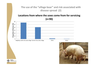 Strengthening pig value chains and managing ASF risk in Uganda: Identifying best bet solutions