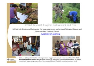 Strengthening pig value chains and managing ASF risk in Uganda: Identifying best bet solutions