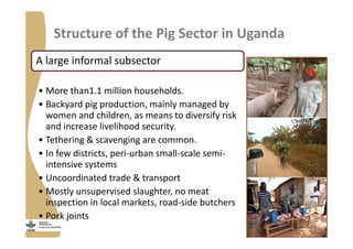 Strengthening pig value chains and managing ASF risk in Uganda: Identifying best bet solutions