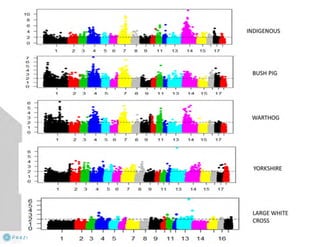 Understanding ASF epidemiology: A prerequisite for disease control