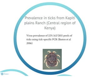 Understanding ASF epidemiology: A prerequisite for disease control