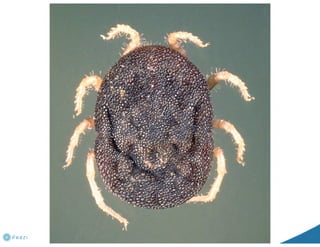 Understanding ASF epidemiology: A prerequisite for disease control