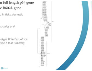 Understanding ASF epidemiology: A prerequisite for disease control