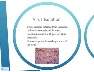 Understanding ASF epidemiology: A prerequisite for disease control