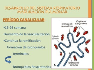 DESARROLLO DEL SISTEMA RESPIRATORIO
     MADURACIÓN PULMONAR

PERÍODO CANALICULAR:
•16-26 semana
•Aumento de la vascularización
•Continua la ramificación
  formación de bronquíolos
      terminales


      Bronquiolos Respiratorios
 