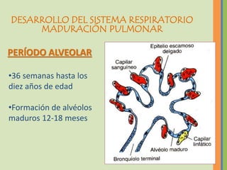 DESARROLLO DEL SISTEMA RESPIRATORIO
     MADURACIÓN PULMONAR

PERÍODO ALVEOLAR

•36 semanas hasta los
diez años de edad

•Formación de alvéolos
maduros 12-18 meses
 