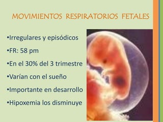 MOVIMIENTOS RESPIRATORIOS FETALES

•Irregulares y episódicos
•FR: 58 pm
•En el 30% del 3 trimestre
•Varían con el sueño
•Importante en desarrollo
•Hipoxemia los disminuye
 