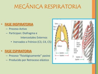 MECÁNICA RESPIRATORIA


• FASE INSPIRATORIA
  – Proceso Activo
  – Participan: Diafragma e
              Intercostales Externos
     • Inervados x Frénico (C3, C4, C5)


• FASE ESPIRATORIA
  – Proceso “fisiológicamente” pasivo
  – Producido por Retroceso elástico
 