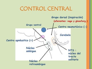 CONTROL CENTRAL
                                 Grupo dorsal (inspiración)
                                  (aferentes: vago y glosofarg.)
               Grupo ventral
                                      Centro neumotáxico (-)


                                        Cerebelo

Centro apnéustico (+)

               Núcleo
               ambiguo                         NTS :
                                               núcleo del
                                               tracto
                                               solitario
                  Núcleo
                  retroambiguo
 