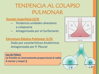 TENDENCIA AL COLAPSO
             PULMONAR
Tensión Superficial (2/3)
   – Tendencia unidades alveolares
       a colapsarse
   – Antagonizada por el Surfactante

Estructura Elástica Pulmonar (1/3)
    Dada por características Anatómicas
    Antagonizada por P. Pleural

Ley de Palace
La Presión es inversamente proporcional al radio
A menor r mayor P                                  >r
                                                        <r
                                                   <P   >P
 
