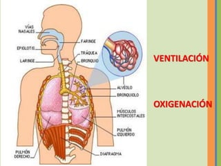 VENTILACIÓN



OXIGENACIÓN
 