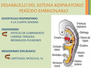 DESARROLLO DEL SISTEMA RESPIRATORIO
       PERÍODO EMBRIONARIO
DIVERTICULO RESPIRATORIO
      A LA CUARTA SEMANA

ENDODERMO
     EPITELIO DE CUBRIMIENTO
     LARINGE-TRÁQUEA
     BRONQUIOS-PULMONES


MESODERMO ESPLÁCNICO

      CARTÍLAGO, MÚSCULO, Vs
 