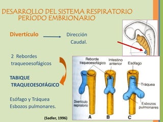 DESARROLLO DEL SISTEMA RESPIRATORIO
    PERÍODO EMBRIONARIO

  Divertículo                Dirección
                               Caudal.

  2 Rebordes
  traqueoesofágicos

  TABIQUE
   TRAQUEOESOFÁGICO

  Esófago y Tráquea
  Esbozos pulmonares.

                (Sadler, 1996)
 