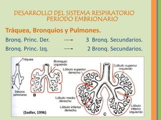 DESARROLLO DEL SISTEMA RESPIRATORIO
            PERÍODO EMBRIONARIO
Tráquea, Bronquios y Pulmones.
Bronq. Princ. Der.       3 Bronq. Secundarios.
Bronq. Princ. Izq.       2 Bronq. Secundarios.




       (Sadler, 1996)
 