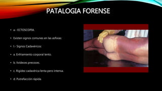 PATALOGIA FORENSE
• a.- ECTOSCOPIA.
• Existen signos comunes en las asfixias:
• l.- Signos Cadavéricos:
• a. Enfriamiento corporal lento.
• b. livideces precoces.
• c. Rigidez cadavérica lenta pero intensa.
• d. Putrefacción rápida.
 