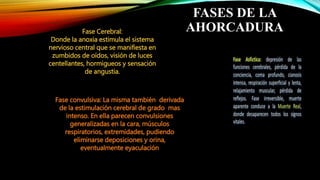 FASES DE LA
AHORCADURAFase Cerebral:
Donde la anoxia estimula el sistema
nervioso central que se manifiesta en
zumbidos de oídos, visión de luces
centellantes, hormigueos y sensación
de angustia.
Fase convulsiva: La misma también derivada
de la estimulación cerebral de grado mas
intenso. En ella parecen convulsiones
generalizadas en la cara, músculos
respiratorios, extremidades, pudiendo
eliminarse deposiciones y orina,
eventualmente eyaculación
 