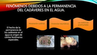 FENÓMENOS DEBIDOS A LA PERMANENCIA
DEL CADÁVERES EN EL AGUA.
El hecho de la
permanencia de
los cadáveres en el
agua es origen de
ciertos fenómenos
especiales.
Maceración cutánea Violencias traumáticas
Las violencias
postmortales
 