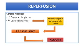 REPERFUSION
Cerebro hipóxico:
• ↑ Consumo de glucosa
• ↑ Dilatación vascular
Facilita el ingreso
de glucosa a la
célula
↑↑...
