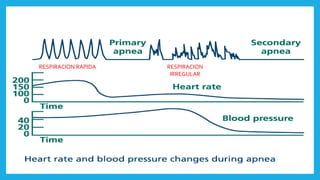 RESPIRACION RAPIDA RESPIRACION
IRREGULAR
 