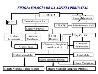 HIPOXIA Glucólisis aeróbica Glucólisis anaeróbica ATP-CPK Fallo de bomba Na-K Na y Cl  K  Liberación aminoácidos Edema cerebral citotóxico Lactato y Piruvato LDH Hepático Acidosis Respiratoria Acidosis mixta Glutamato y l-arginina (óxido nítrico) Calcio intracelular Lisis Celular Muerte Neuronal Temprana (Minutos) Pc02 Muerte Neuronal Tardía (Horas) Edema Vasogénico Acidosis Metabólica FISIOPATOLOGÍA DE LA ASFIXIA PERINATAL 