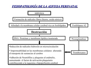HIPOXIA Formación de radicales libres (hierro, oxido nitrico) Afinidad a la membrana celular cerebral rica en fosfolípidos Destrucción DNA  Proteínas y membrana lipídica insaturada Fosfolipasa A2 Prostaglandinas Tromboxanos Inducción de radicales hidroxilo en microcirculación Impermeabilidad en las membranas celulares  alterando el transporte de sustancias al cerebro Adhesión de Neutrófilos y plaquetas al endotelio, aumentando  el factor de activación plaquetario contribuyendo a la isquemia e hipoperfusión cerebral FISIOPATOLOGÍA DE LA ASFIXIA PERINATAL 