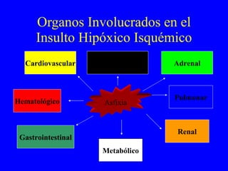 Organos Involucrados en el Insulto Hipóxico Isquémico Sistema Nervioso  Central Metabólico Hematológico Gastrointestinal Renal Pulmonar Cardiovascular Asfixia Adrenal 