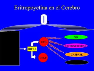 Eritropoyetina en el Cerebro O 2 HIPOXIA NO EXITOXCICIDAD APOPTOSIS CASPASE HIF 1,2 EPO VEGF 
