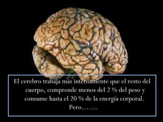 El cerebro trabaja más intensamente que el resto del cuerpo, comprende menos del 2 % del peso y consume hasta el 20 % de la energía corporal.  Pero…….  