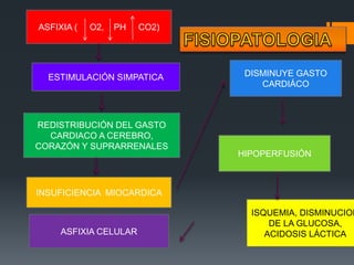 ASFIXIA ( O2, PH CO2)
ESTIMULACIÓN SIMPATICA
REDISTRIBUCIÓN DEL GASTO
CARDIACO A CEREBRO,
CORAZÓN Y SUPRARRENALES
INSUFICIENCIA MIOCARDICA
DISMINUYE GASTO
CARDIÁCO
HIPOPERFUSIÓN
ISQUEMIA, DISMINUCION
DE LA GLUCOSA,
ACIDOSIS LÁCTICAASFIXIA CELULAR
 