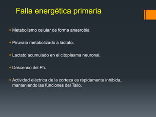 Falla energética primaria
 Metabolismo celular de forma anaerobia
 Piruvato metabolizado a lactato.
 Lactato acumulado en el citoplasma neuronal.
 Descenso del Ph.
 Actividad eléctrica de la corteza es rápidamente inhibida,
manteniendo las funciones del Tallo.
 