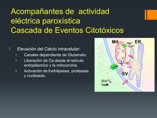 Acompañantes de actividad
eléctrica paroxística
Cascada de Eventos Citotóxicos
1. Elevación del Calcio intracelular:
 Canales dependiente de Glutamato.
 Liberación de Ca desde el retículo
endoplásmico y la mitocondria.
 Activación de fosfolipasas, proteasas
y nucleasas.
 