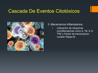 Cascada De Eventos Citotóxicos
3. Mecanismos Inflamatorios:
 Liberacion de citoquinas
proinflamatorias como IL 1B, IL 6,
TNF y Factor de transcripcion
nuclear Kappa B.
 