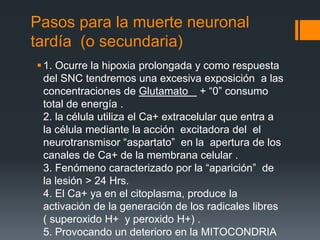 Pasos para la muerte neuronal
tardía (o secundaria)
1. Ocurre la hipoxia prolongada y como respuesta
del SNC tendremos una excesiva exposición a las
concentraciones de Glutamato + “0” consumo
total de energía .
2. la célula utiliza el Ca+ extracelular que entra a
la célula mediante la acción excitadora del el
neurotransmisor “aspartato” en la apertura de los
canales de Ca+ de la membrana celular .
3. Fenómeno caracterizado por la “aparición” de
la lesión > 24 Hrs.
4. El Ca+ ya en el citoplasma, produce la
activación de la generación de los radicales libres
( superoxido H+ y peroxido H+) .
5. Provocando un deterioro en la MITOCONDRIA
 