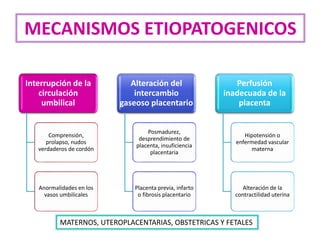 Interrupción de la
circulación
umbilical
Comprensión,
prolapso, nudos
verdaderos de cordón
Anormalidades en los
vasos umbilicales
Alteración del
intercambio
gaseoso placentario
Posmadurez,
desprendimiento de
placenta, insuficiencia
placentaria
Placenta previa, infarto
o fibrosis placentario
Perfusión
inadecuada de la
placenta
Hipotensión o
enfermedad vascular
materna
Alteración de la
contractilidad uterina
MECANISMOS ETIOPATOGENICOS
MATERNOS, UTEROPLACENTARIAS, OBSTETRICAS Y FETALES
 