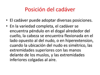 Posición del cadáver
• El cadáver puede adoptar diversas posiciones.
• En la variedad completa, el cadáver se
encuentra péndulo en el dogal alrededor del
cuello, la cabeza se encuentra flexionada en el
lado opuesto al del nudo, o en hiperextension,
cuando la ubicación del nudo es simétrico, las
extremidades superiores con las manos
delante de los muslos, y las extremidades
inferiores colgadas al aire.
 