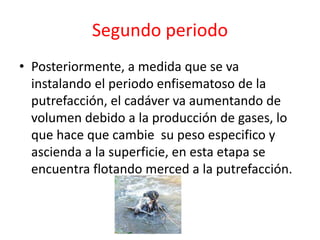 Segundo periodo
• Posteriormente, a medida que se va
instalando el periodo enfisematoso de la
putrefacción, el cadáver va aumentando de
volumen debido a la producción de gases, lo
que hace que cambie su peso especifico y
ascienda a la superficie, en esta etapa se
encuentra flotando merced a la putrefacción.
 