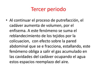 Tercer periodo
• Al continuar el proceso de putrefacción, el
cadáver aumenta de volumen, por el
enfisema. A este fenómeno se suma el
reblandecimiento de los tejidos por la
colicuacion, con efecto sobre la pared
abdominal que se e fracciona, estallando, este
fenómeno obliga a salir el gas acumulado en
las cavidades del cadáver ocupando el agua
estos espacios reemplazo del aire.
 