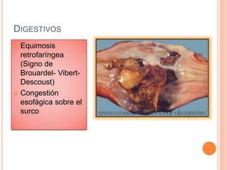 DIGESTIVOS
 Equimosis
retrofaríngea
(Signo de
Brouardel- Vibert-
Descoust)
 Congestión
esofágica sobre el
surco
 
