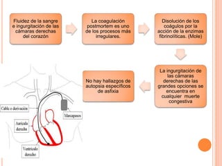 Fluidez de la sangre
e ingurgitación de las
cámaras derechas
del corazón
La coagulación
postmortem es uno
de los procesos más
irregulares.
Disolución de los
coágulos por la
acción de la enzimas
fibrinolíticas. (Mole)
La ingurgitación de
las cámaras
derechas de las
grandes opciones se
encuentra en
cualquier muerte
congestiva
No hay hallazgos de
autopsia específicos
de asfixia
 