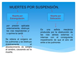 MUERTES POR SUSPENSIÓN.
Muerte por
Estrangulación.
Muerte por
Sofocación.
por presión aplicada
externamente, obstruye
las vías respiratorias y/
o oprime la caróti
Se retiene el oxígeno en
los pulmones y se obstruye
drásticamente el
abastecimiento de sangre
al cerebro, causando así la
muerte.
Es una asfixia mecánica
producida por la obstrucción de
las vías aéreas externas o
internas con el consiguiente
impedimento de que el aire útil
entre a los pulmones
 