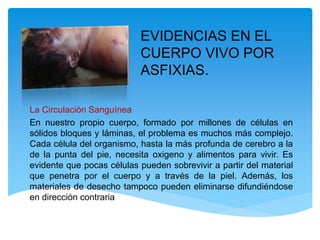 EVIDENCIAS EN EL
CUERPO VIVO POR
ASFIXIAS.
La Circulación Sanguínea
En nuestro propio cuerpo, formado por millones de células en
sólidos bloques y láminas, el problema es muchos más complejo.
Cada célula del organismo, hasta la más profunda de cerebro a la
de la punta del pie, necesita oxigeno y alimentos para vivir. Es
evidente que pocas células pueden sobrevivir a partir del material
que penetra por el cuerpo y a través de la piel. Además, los
materiales de desecho tampoco pueden eliminarse difundiéndose
en dirección contraria
 