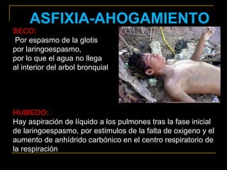 ASFIXIA-AHOGAMIENTO
SECO:
 Por espasmo de la glotis
por laringoespasmo,
por lo que el agua no llega
al interior del arbol bronquial




HUMEDO:
Hay aspiración de líquido a los pulmones tras la fase inicial
de laringoespasmo, por estímulos de la falta de oxigeno y el
aumento de anhídrido carbónico en el centro respiratorio de
la respiración
 