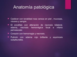 Anatomía patológica 
 Cadáver con tonalidad rosa cereza en piel , mucosas, 
víscera y sangre. 
 El encéfalo con alteración de necrosis bilateral, 
edema, necrosis hemorrágica focal e infarto 
perivascular. 
 Corazón con hemorragia y necrosis. 
 Pulmón con edema rojo brillante y equimosis 
subpleurales. 
 