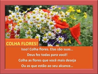 Isso! Colha flores. Elas são suas…
Deus fez todas para você!
Colha as flores que você mais deseja
Ou as que estão ao seu alcance…
COLHA FLORES!
 