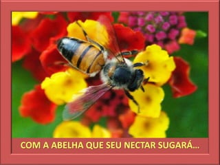 COM A ABELHA QUE SEU NECTAR SUGARÁ…
 
