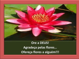 Ore a DEUS!
Agradeça pelas flores…
Ofereça flores a alguém!!!
 