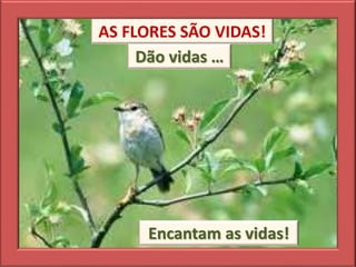 AS FLORES SÃO VIDAS!
Dão vidas …
Encantam as vidas!
 