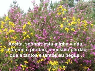 Aceita, senhor, esta minha vinda,  e dá-me o perdão, o mesmo perdão que a tantos e tantos eu neguei.  