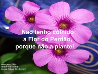 Não tenho colhido a Flor do Perdão, porque não a plantei… Montagem - Tania Texto-Silvia Schmidt Música-Richard Cleydermant 