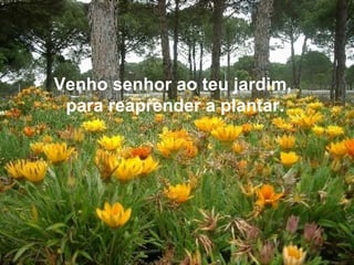 Venho senhor ao teu jardim, para reaprender a plantar. 